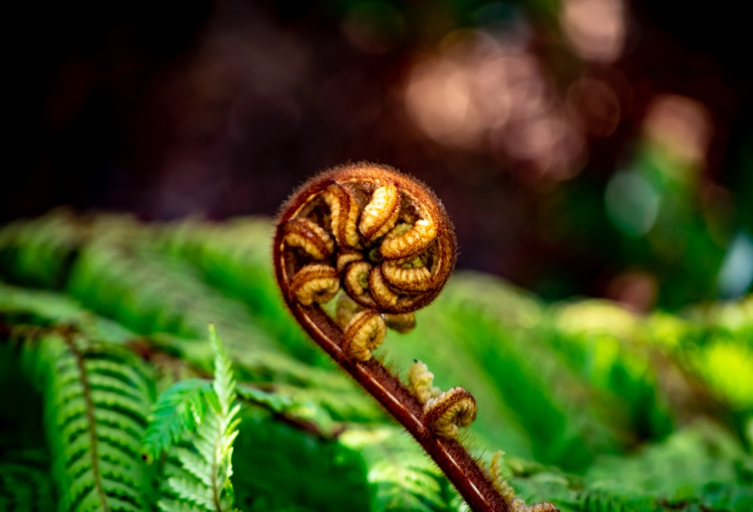 Koru fern frond, taken outside the Stewart Island Manse in December of 2018.